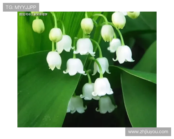 探索最新开运备用网址，提升你的运势和生活品质